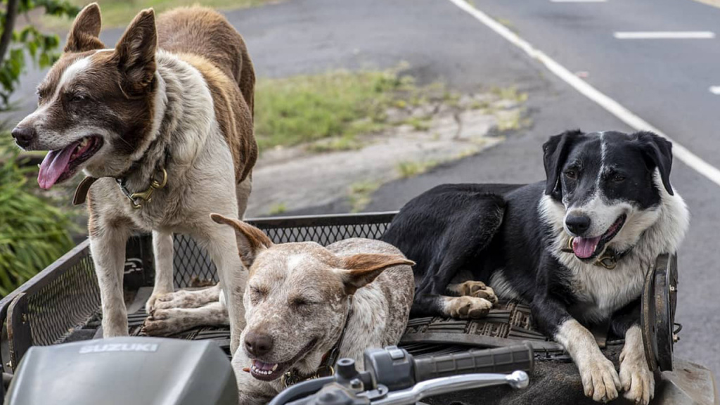 dogs in atv basket