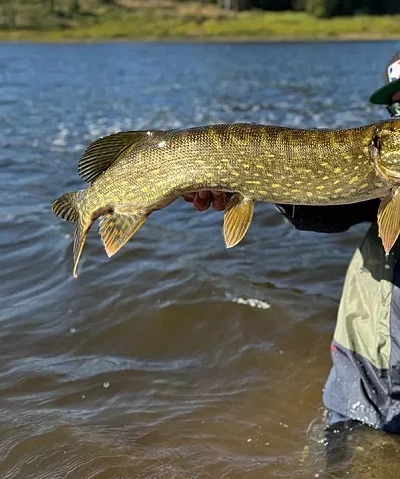 Comment attraper un brochet : conseils de notre expert