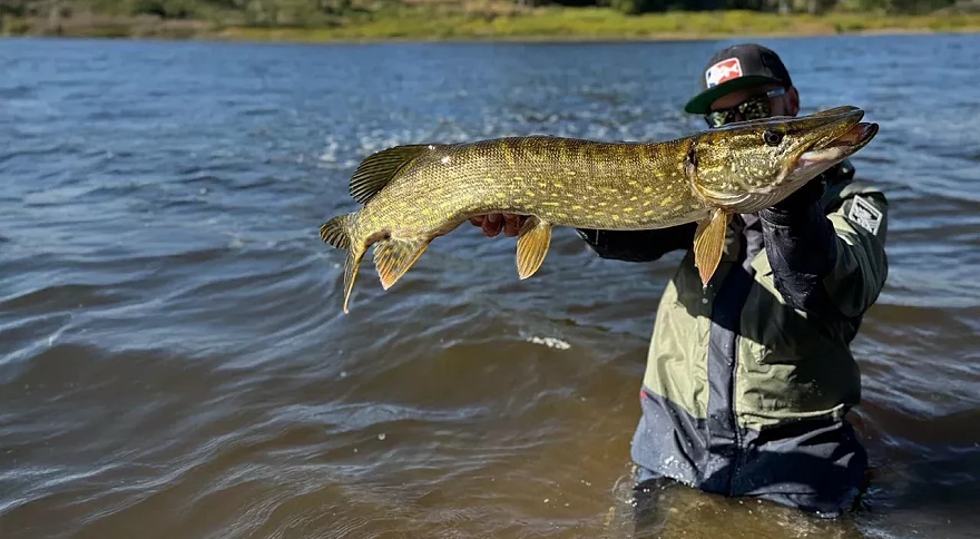 How to Catch a Pike: Tips from Our Expert